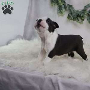 Bella, Boston Terrier Puppy